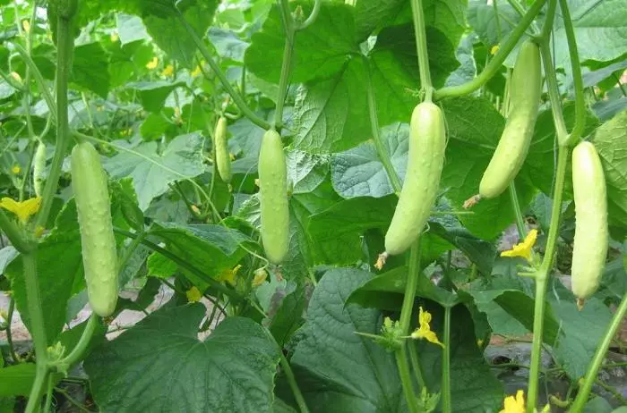蔬菜種植時間表,自己種菜安全健康!(太全了,必須收藏!) -