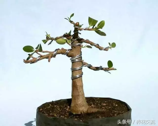 盆景的修剪、整形新手介紹,入門級的盆景教學