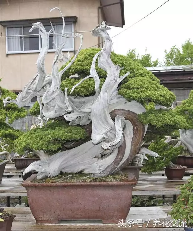 盆景的修剪、整形新手介紹,入門級的盆景教學