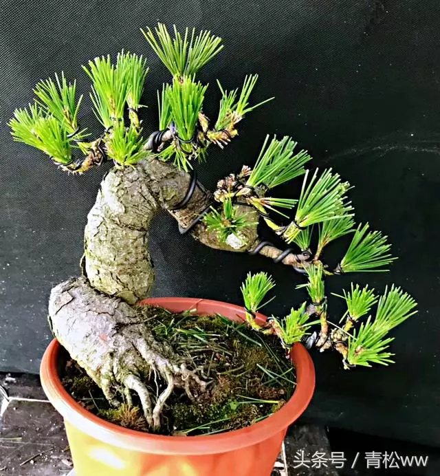 盆景製作中的基本造型手法,你真的會嗎?
