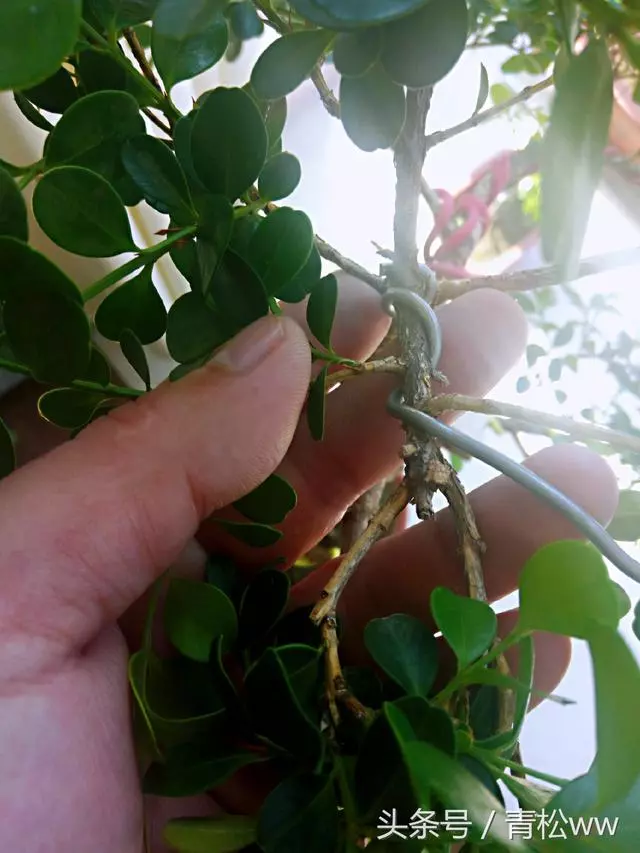 盆景製作中的基本造型手法,你真的會嗎?