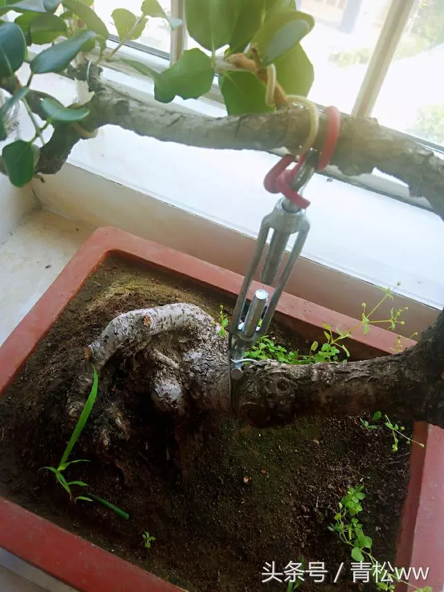 盆景製作中的基本造型手法,你真的會嗎?