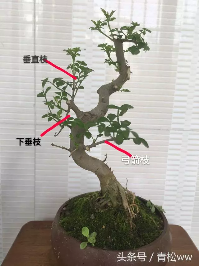 盆景製作中的基本造型手法,你真的會嗎?