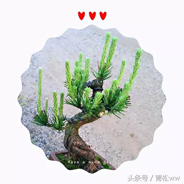 盆景製作中的基本造型手法,你真的會嗎?