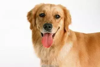 這7種動物不請自來家裡,是大吉兆!千萬別趕走!!
