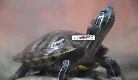 這7種動物不請自來家裡,是大吉兆!千萬別趕走!!