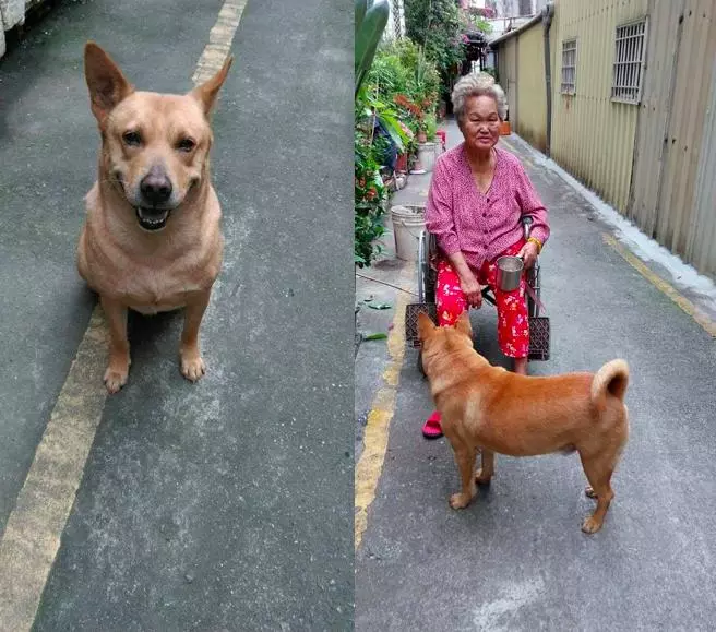 忠犬不亂跑守護「走路累了的阿嬤」 她目睹過程:一秒鐘也沒離開過