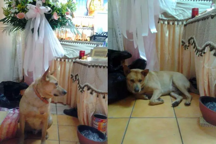 忠犬不亂跑守護「走路累了的阿嬤」 她目睹過程:一秒鐘也沒離開過