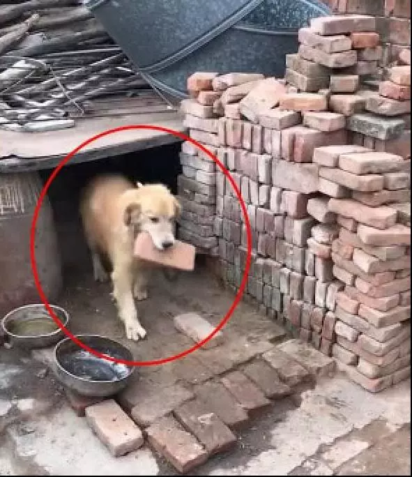 主人將金毛送回老家媽媽身邊,半年之後看到狗狗就傻了,還是回去跟我生活吧!