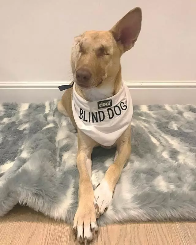 流浪犬遭惡徒槍擊,失去了兩眼一耳,五千公里外的她決定帶它回家