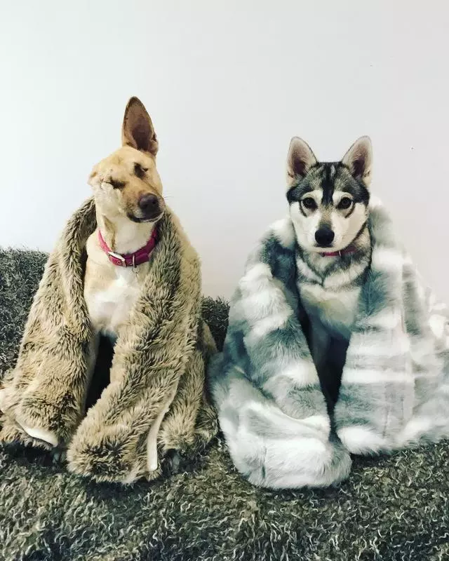 流浪犬遭惡徒槍擊,失去了兩眼一耳,五千公里外的她決定帶它回家