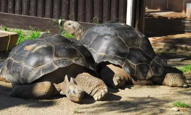巨龜夫婦恩愛108年鬧分手,丈夫被掃地出門!飼養員苦勸7年無果,網友爆淚:心都碎了!