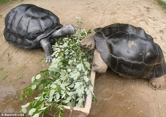 巨龜夫婦恩愛108年鬧分手,丈夫被掃地出門!飼養員苦勸7年無果,網友爆淚:心都碎了!