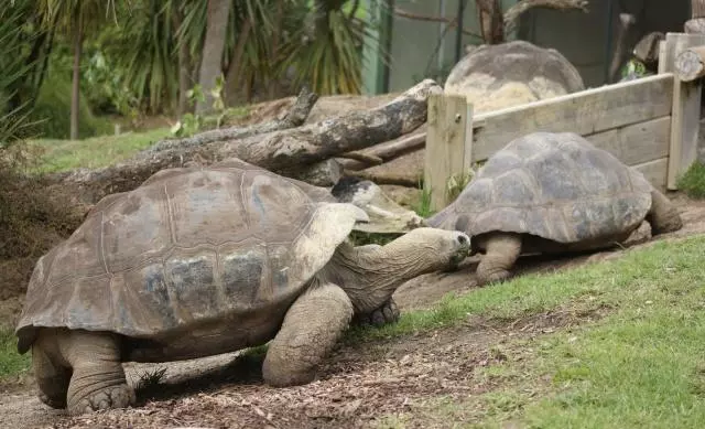 巨龜夫婦恩愛108年鬧分手,丈夫被掃地出門!飼養員苦勸7年無果,網友爆淚:心都碎了!