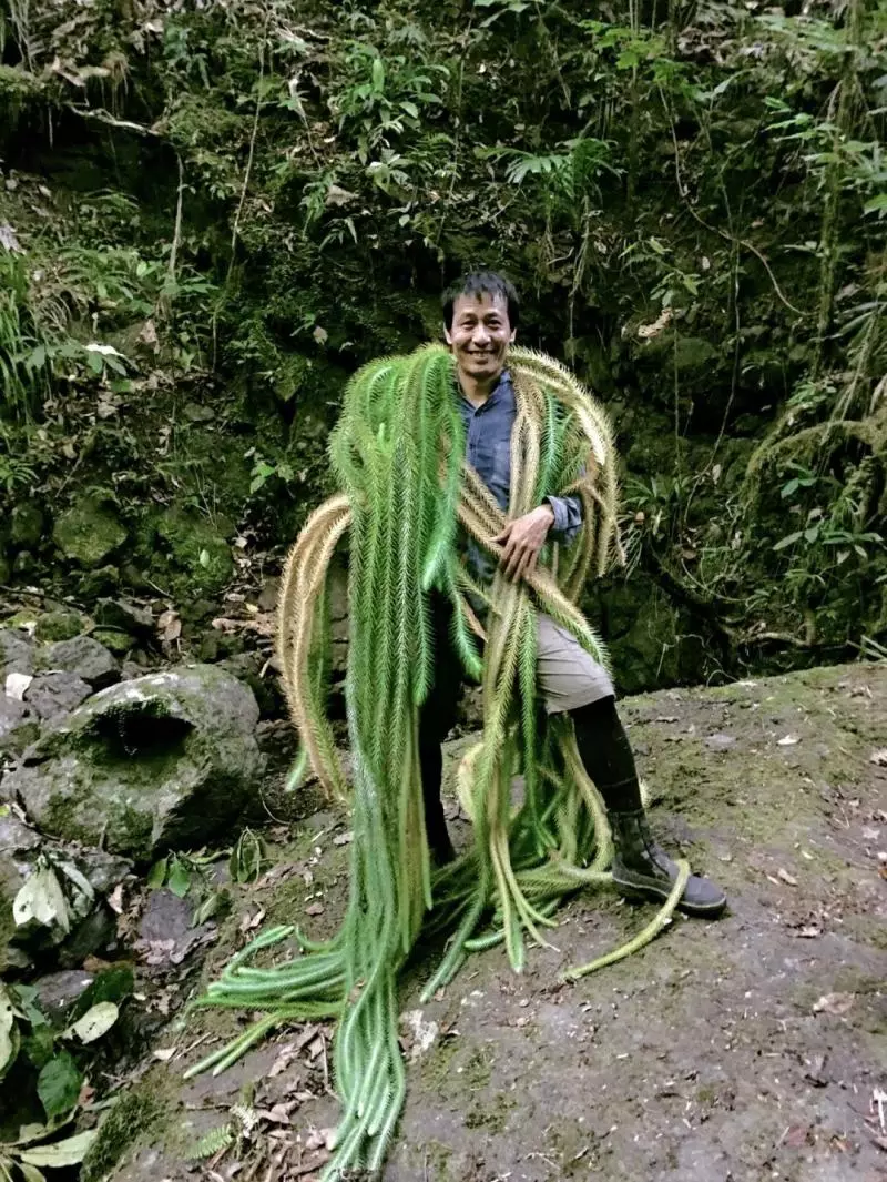 國中畢業神人「捨命」從事全台灣最危險的工作「植物獵人」,植物學家佩服:我們都做不到