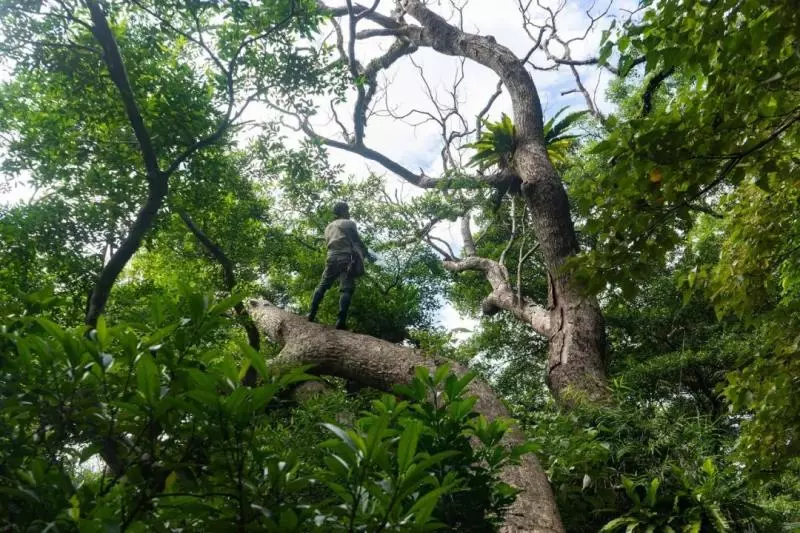 國中畢業神人「捨命」從事全台灣最危險的工作「植物獵人」,植物學家佩服:我們都做不到