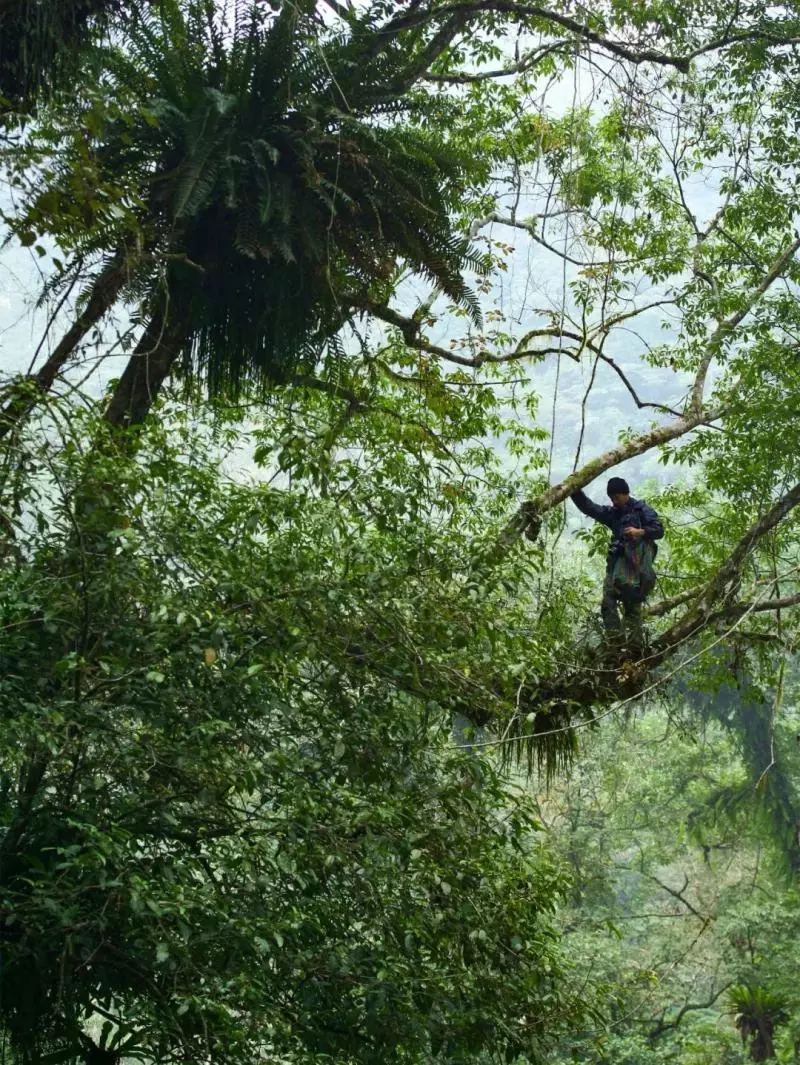 國中畢業神人「捨命」從事全台灣最危險的工作「植物獵人」,植物學家佩服:我們都做不到