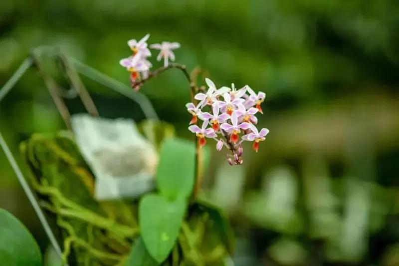 國中畢業神人「捨命」從事全台灣最危險的工作「植物獵人」,植物學家佩服:我們都做不到