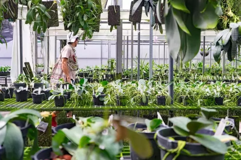 國中畢業神人「捨命」從事全台灣最危險的工作「植物獵人」,植物學家佩服:我們都做不到