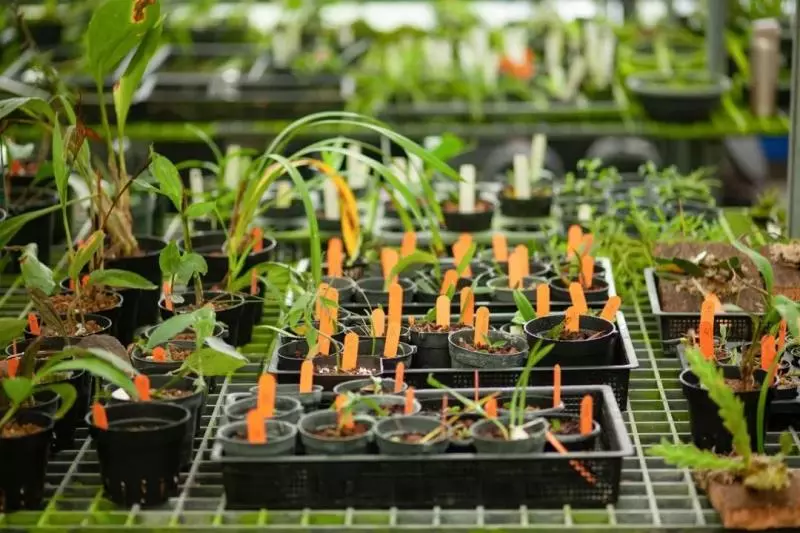 國中畢業神人「捨命」從事全台灣最危險的工作「植物獵人」,植物學家佩服:我們都做不到