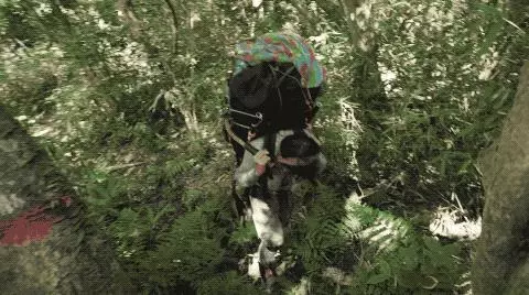 國中畢業神人「捨命」從事全台灣最危險的工作「植物獵人」,植物學家佩服:我們都做不到