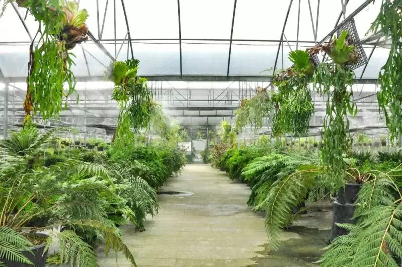 國中畢業神人「捨命」從事全台灣最危險的工作「植物獵人」,植物學家佩服:我們都做不到