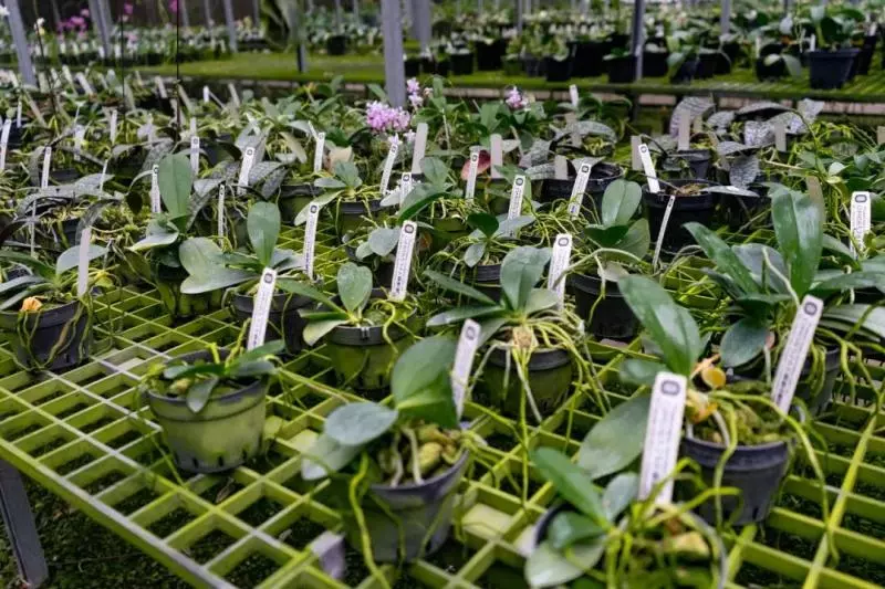 國中畢業神人「捨命」從事全台灣最危險的工作「植物獵人」,植物學家佩服:我們都做不到