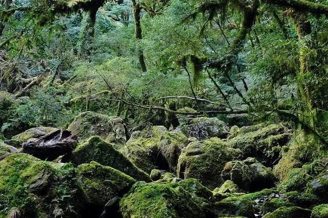國中畢業神人「捨命」從事全台灣最危險的工作「植物獵人」,植物學家佩服:我們都做不到