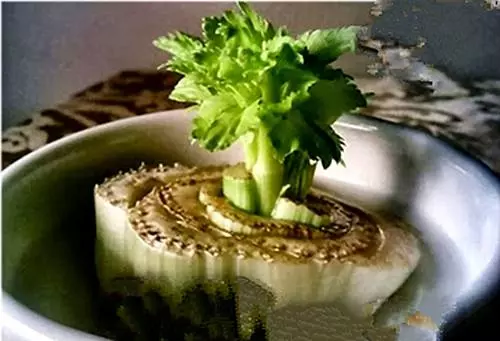 生薑這樣種,以後不用花錢買生薑了!超簡單!