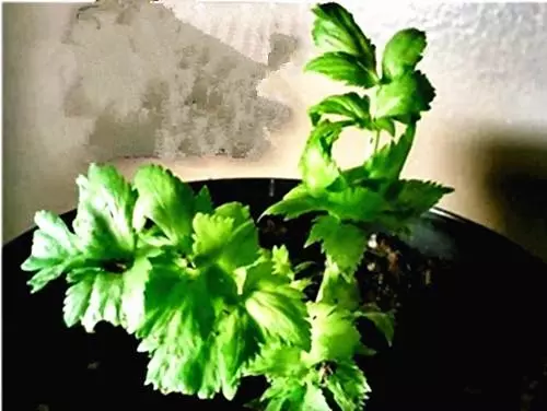 生薑這樣種,以後不用花錢買生薑了!超簡單!