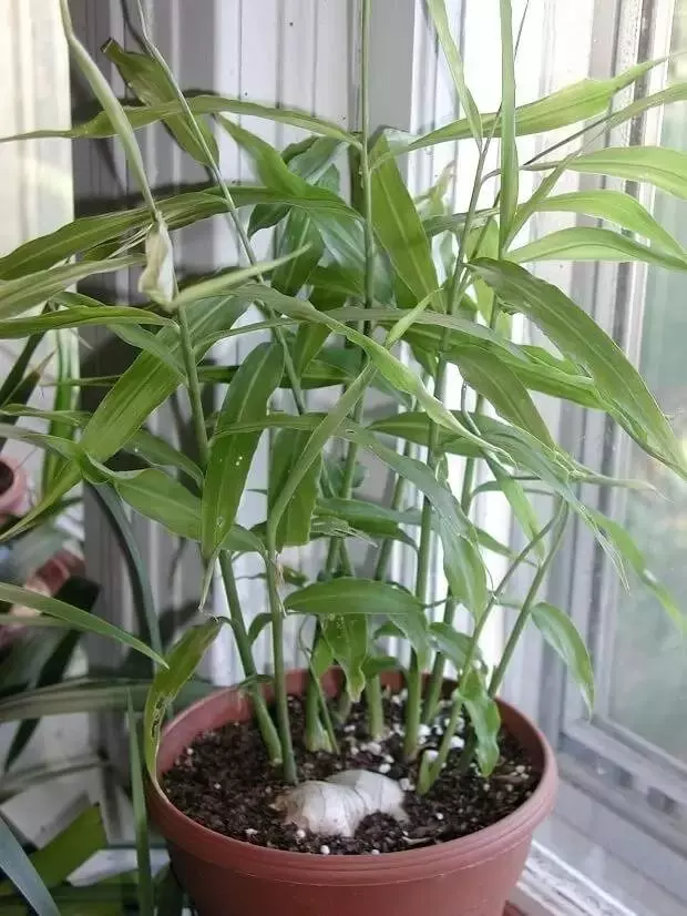 生薑這樣種,以後不用花錢買生薑了!超簡單!