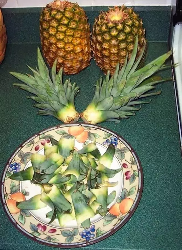 生薑這樣種,以後不用花錢買生薑了!超簡單!