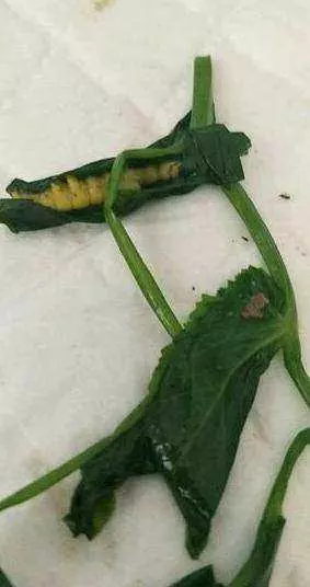 婆婆伺候我坐月子,我給她一萬多,誰知天天菜里不是頭髮就是蟲子