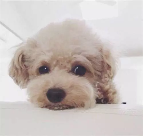 寵物知識:貴賓犬生理期需要做什麼,貴賓犬生理期怎麼看護