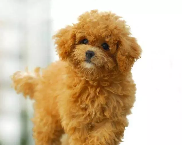 對貴賓犬來說,這5件事,如同上刑!