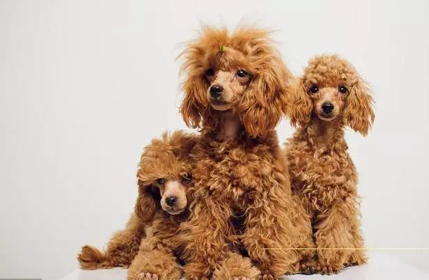 對貴賓犬來說,這5件事,如同上刑!