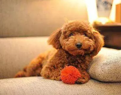 對貴賓犬來說,這5件事,如同上刑!