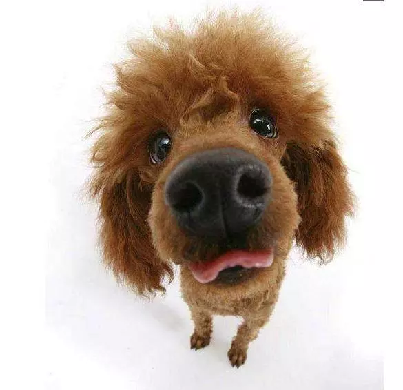 對貴賓犬來說,這5件事,如同上刑!