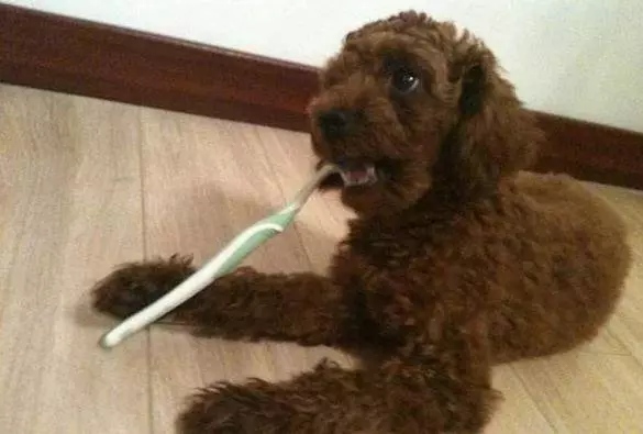 對貴賓犬來說,這5件事,如同上刑!