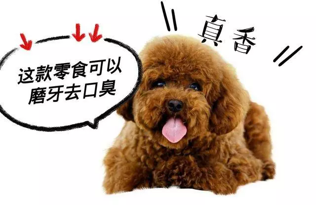 對貴賓犬來說,這5件事,如同上刑!