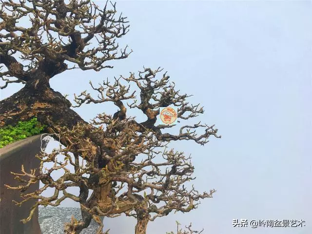樹樁盆景布枝如書法運筆,具體有十忌十宜。