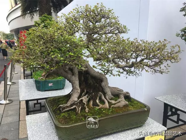 樹樁盆景布枝如書法運筆,具體有十忌十宜。