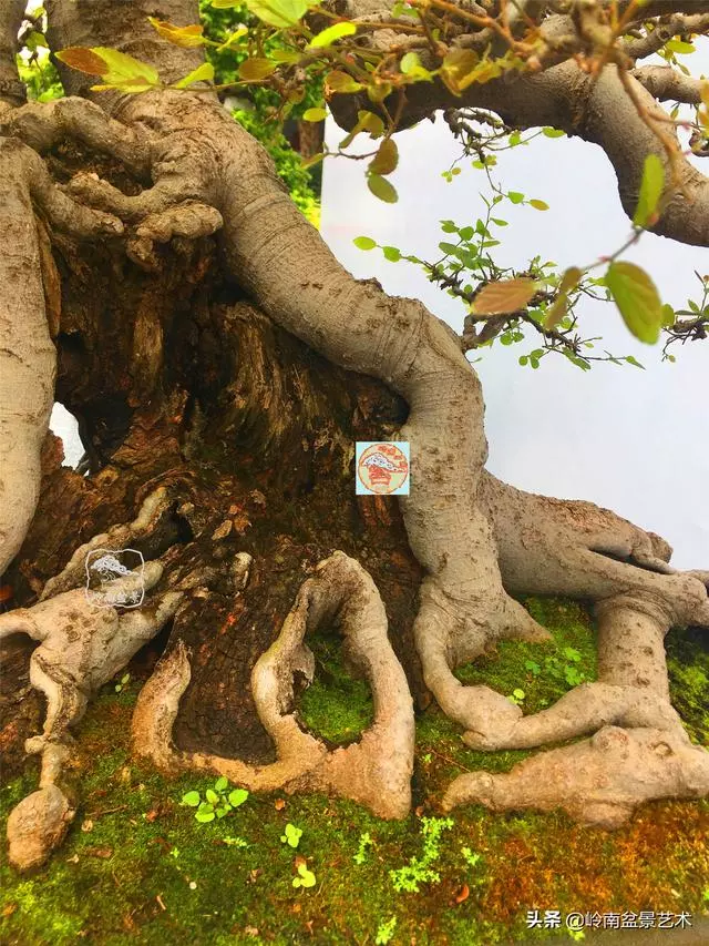 樹樁盆景布枝如書法運筆,具體有十忌十宜。