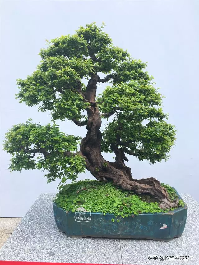 樹樁盆景布枝如書法運筆,具體有十忌十宜。