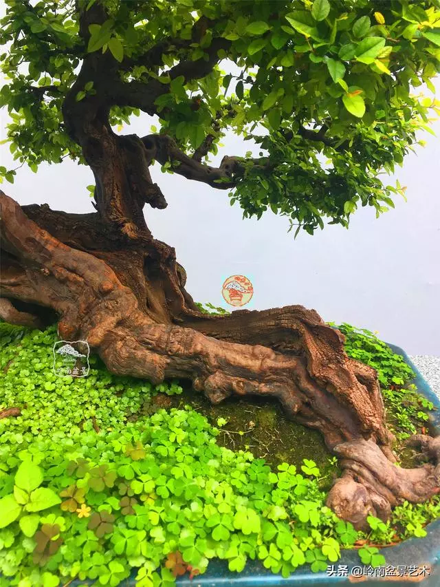 樹樁盆景布枝如書法運筆,具體有十忌十宜。