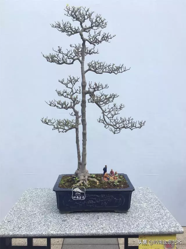樹樁盆景布枝如書法運筆,具體有十忌十宜。