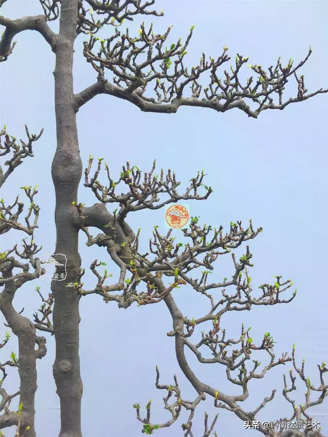 樹樁盆景布枝如書法運筆,具體有十忌十宜。