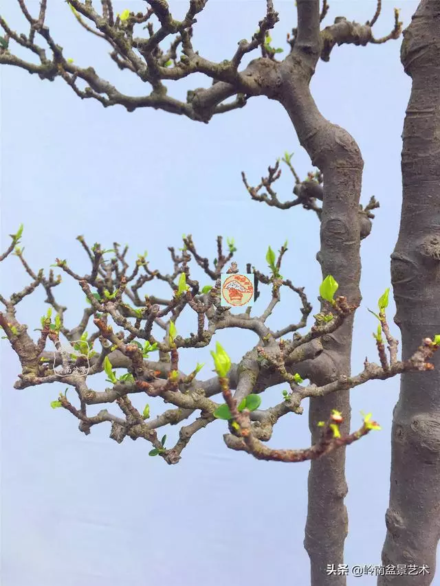 樹樁盆景布枝如書法運筆,具體有十忌十宜。