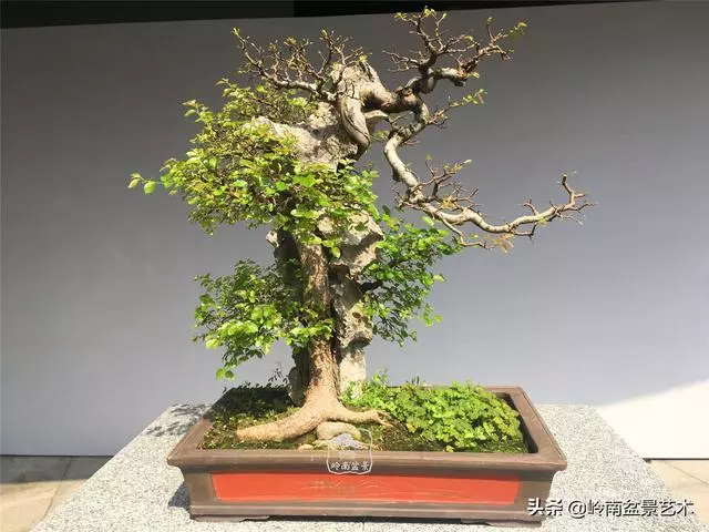 樹樁盆景布枝如書法運筆,具體有十忌十宜。