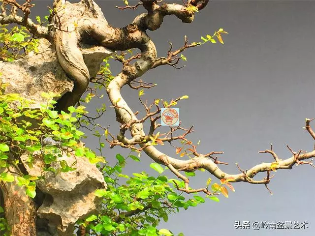 樹樁盆景布枝如書法運筆,具體有十忌十宜。